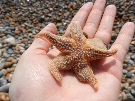A nearly squished, but very alive starfish.