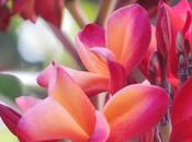 Relish Challenge Part