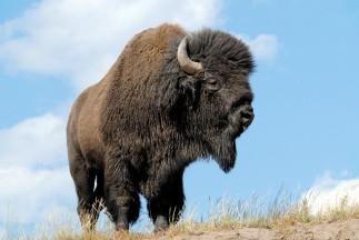 American_bison1