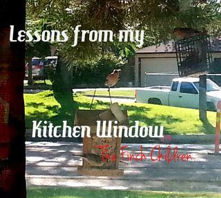 Lessons from my kitchen window