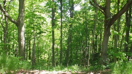 forest at forks of the credit provincial park -  caledon - ontario