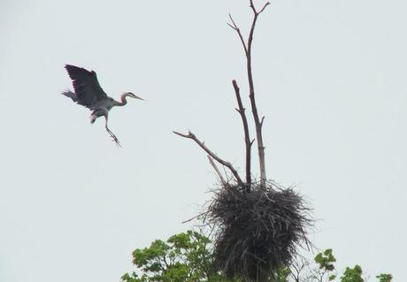 great blue heron - in flight to nest 3 -- oxtongue lake - ontario