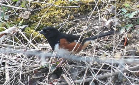 eastern towhee - feet on ground - Beamer Memorial Conservation Area -  Grimsby - Ontario