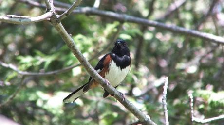 eastern towhee looks left - trans canada trail - forks of the credit - caledon - ontario
