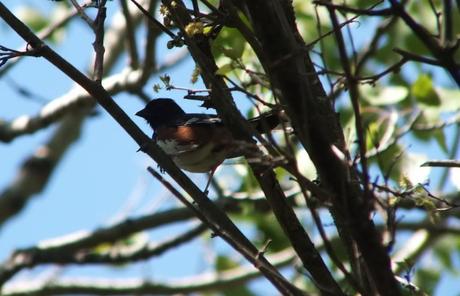 eastern towhee among tree branches - trans canada trail - forks of the credit - caledon - ontario