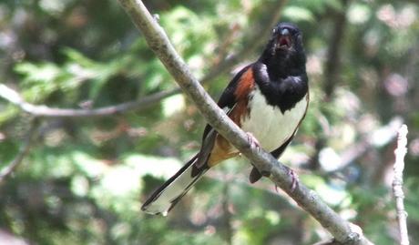 eastern towhee sings - trans canada trail --- forks of the credit - caledon - ontario