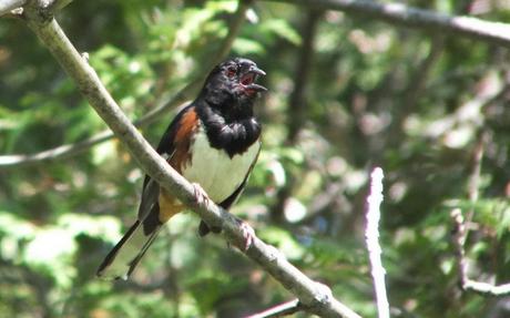 eastern towhee sings out - trans canada trail - forks of the credit - caledon - ontario