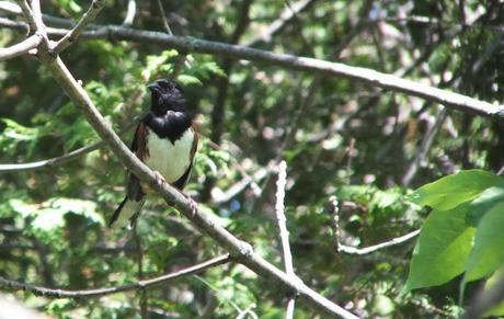 eastern towhee - trans canada trail - forks of the credit - caledon - ontario