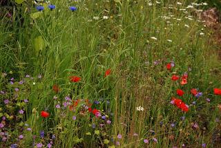 Looking at show gardens can be like a spaghetti western