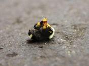 Oregon Extinction Event: 25,000 Bumblebees Killed, Dropping from Trees Wilsonville; Pesticide Suspected