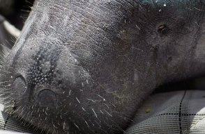 Florida manatee. (Joe Raedle/Getty Images)