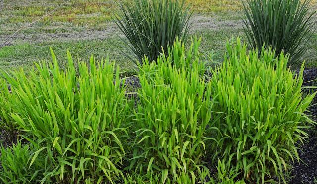 Taking notice of the ornamental grasses