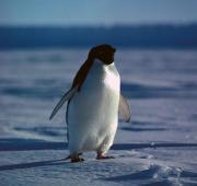 Adelie Penguin