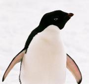 Adelie Penguin