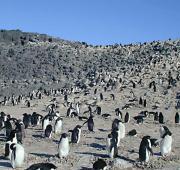 Adelie Penguin