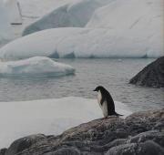 Adelie Penguin