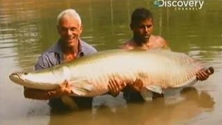 Arapaima, the world's largest freshwater fish