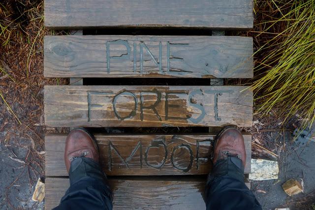 pine forest moor written on boardwalk