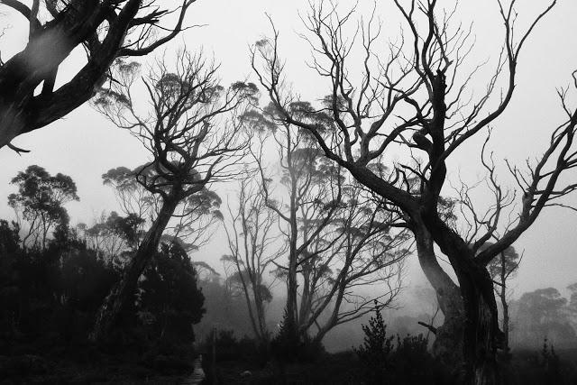 mist and rain on overland track tasmania