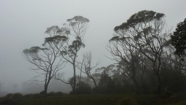 mist amongst trees overland track
