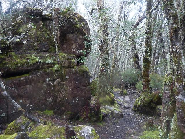 boulder in forest overland track tasmania