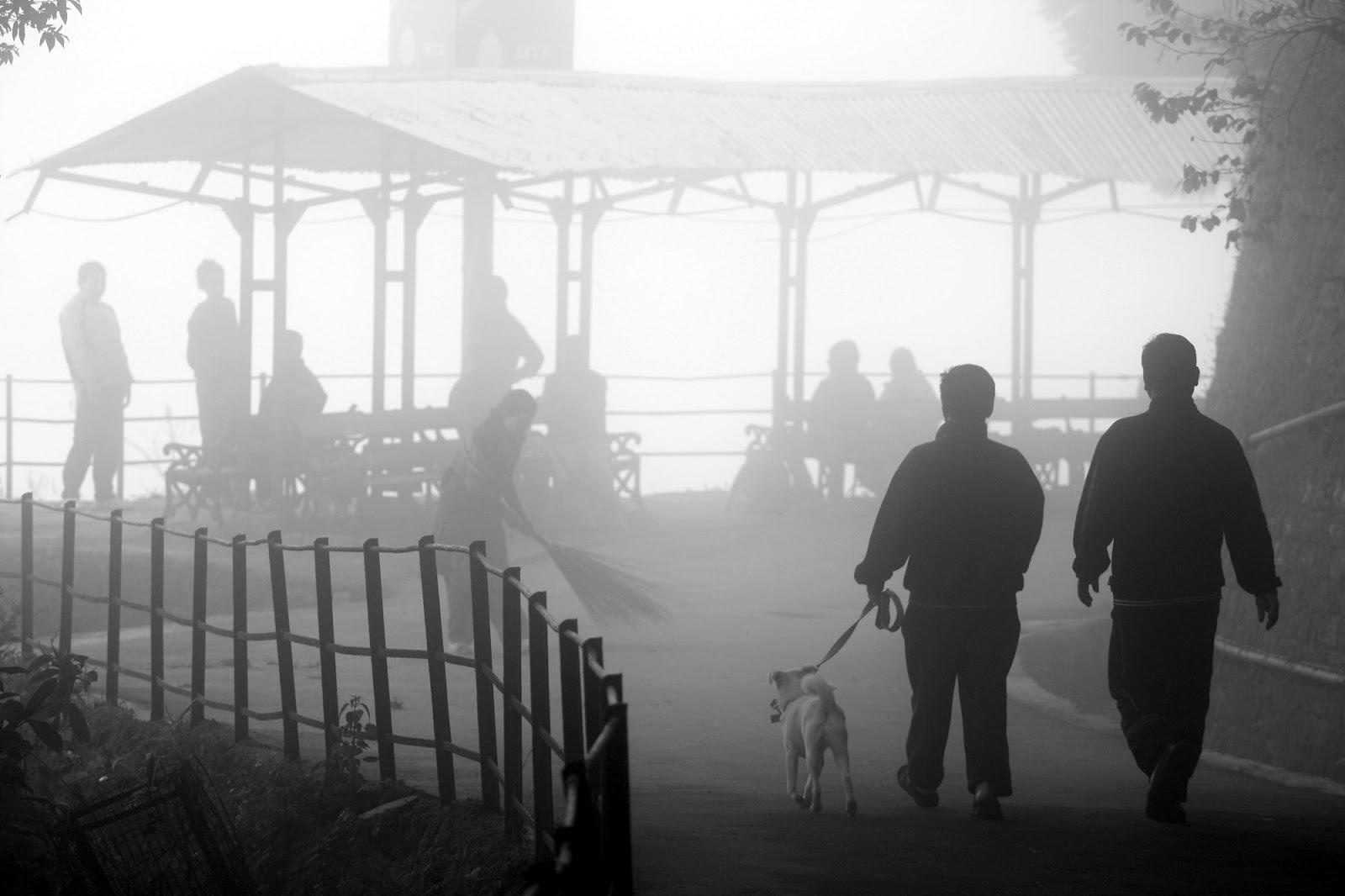 Observe Darjeeling's Lush Green Beauty