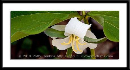 Links – June 21, 2013 Catesby's Trillium II