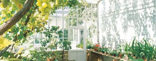 vine leaves provide natural shade in this greenhouse