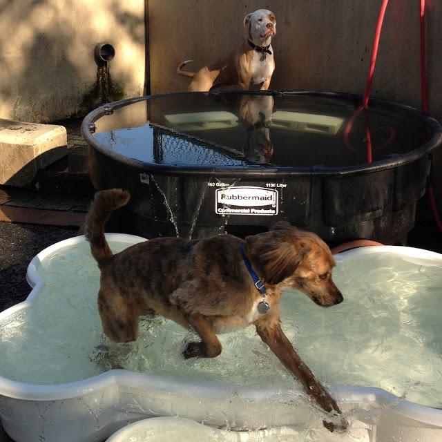 Midsummer Madness at the Dog Park