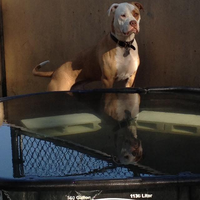 Midsummer Madness at the Dog Park