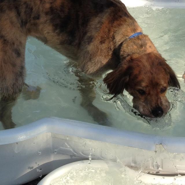 Midsummer Madness at the Dog Park