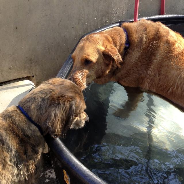 Midsummer Madness at the Dog Park