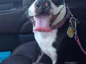 Choosing Natural, Safe Effective Tick Flea Control Wash Your Furry Babies