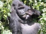 Featured Animal: Gorilla