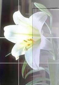 P411 lily