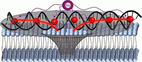 DNA Structure As Model For Artificial Light Collecting Antenna System