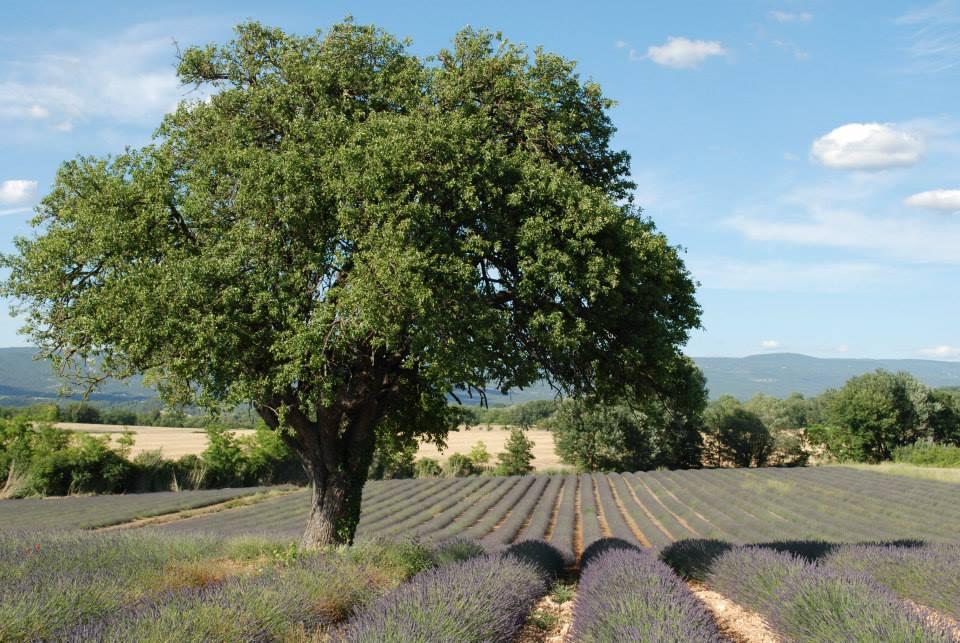 Lavender Fields near Avignon in Provence, France
