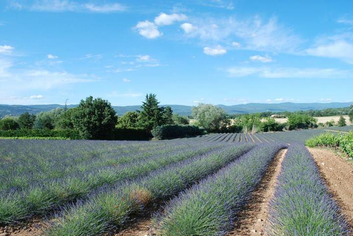 Lavender Fields near Avignon in Provence, France