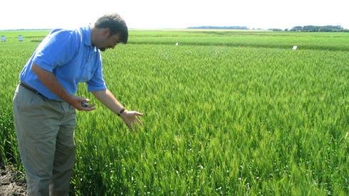 Michael Doane, Monsanto's wheat industry affairs director, looks at growth in a wheat field in an undisclosed location in North Dakota in this undated file photo. (Reuters)