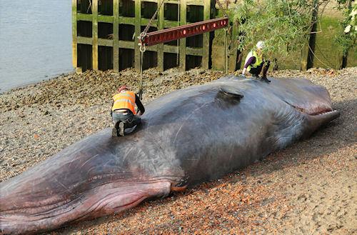 Beached Whale Art In Greenwich, London