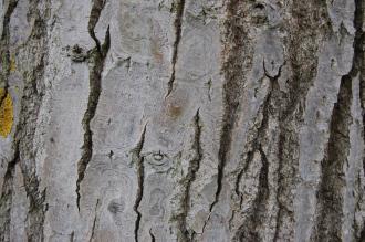 Populus adenopoda Bark (18/06/2013, Kew Gardens, London)