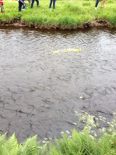 174/365 Duck race is quackers