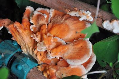 Jack o' Lantern Mushrooms?