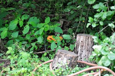 Jack o' Lantern Mushrooms?