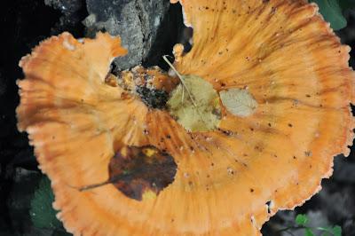 Jack o' Lantern Mushrooms?