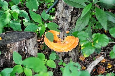 Jack o' Lantern Mushrooms?