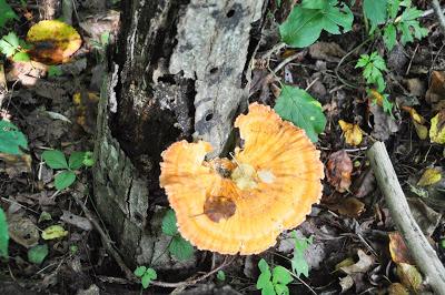 Jack o' Lantern Mushrooms?