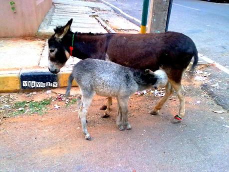 happiness donkey