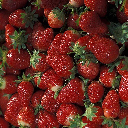 Chandler strawberries (1)