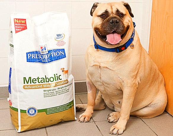 SuperSized DOG Becomes UK's Fattest K-9!